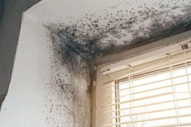 Affordable Mold Removal solutions in Alpha, NJ